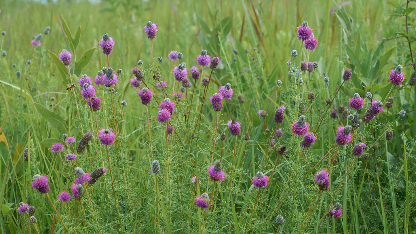 Purple Prairie Clover Dalea purpurea 100 Seeds