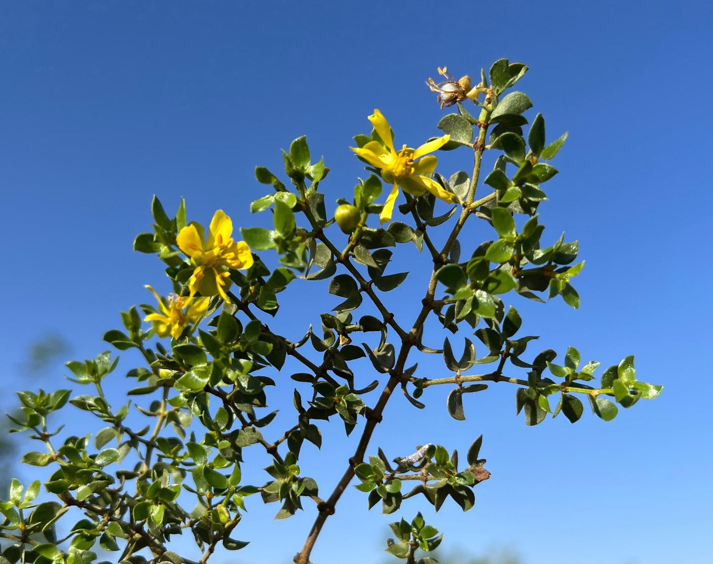 Creosote Bush  Larrea tridentanta  100 Seeds
