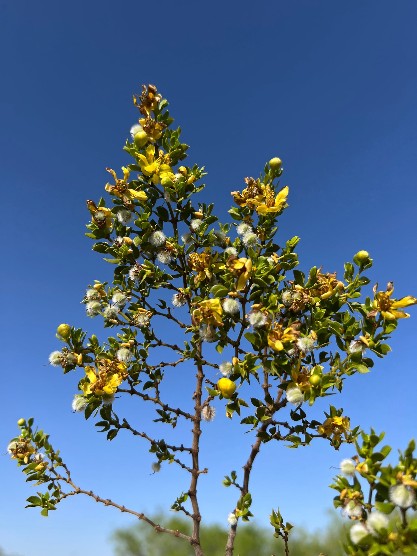 Creosote Bush  Larrea tridentanta  100 Seeds