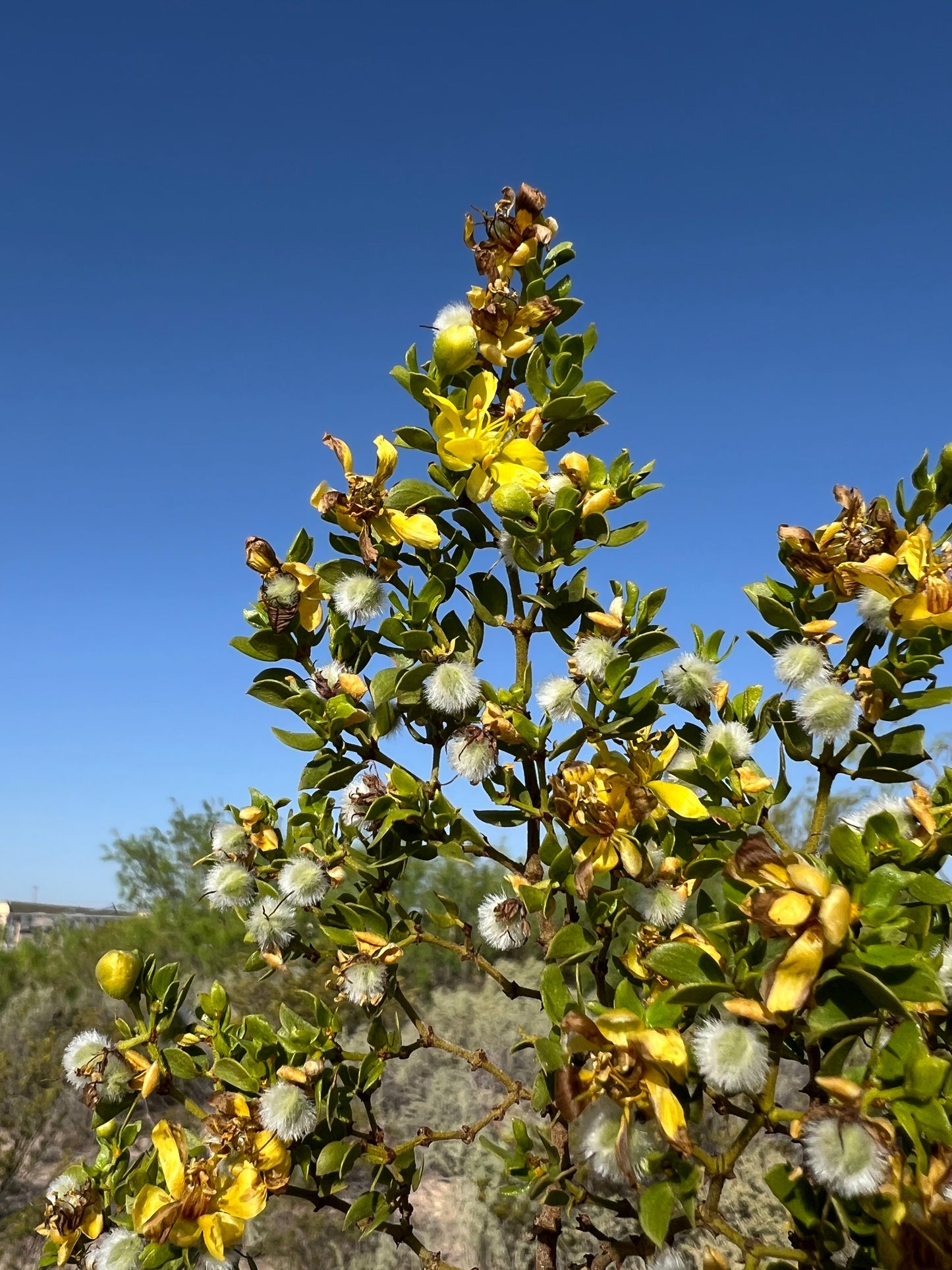 Creosote Bush  Larrea tridentanta  100 Seeds