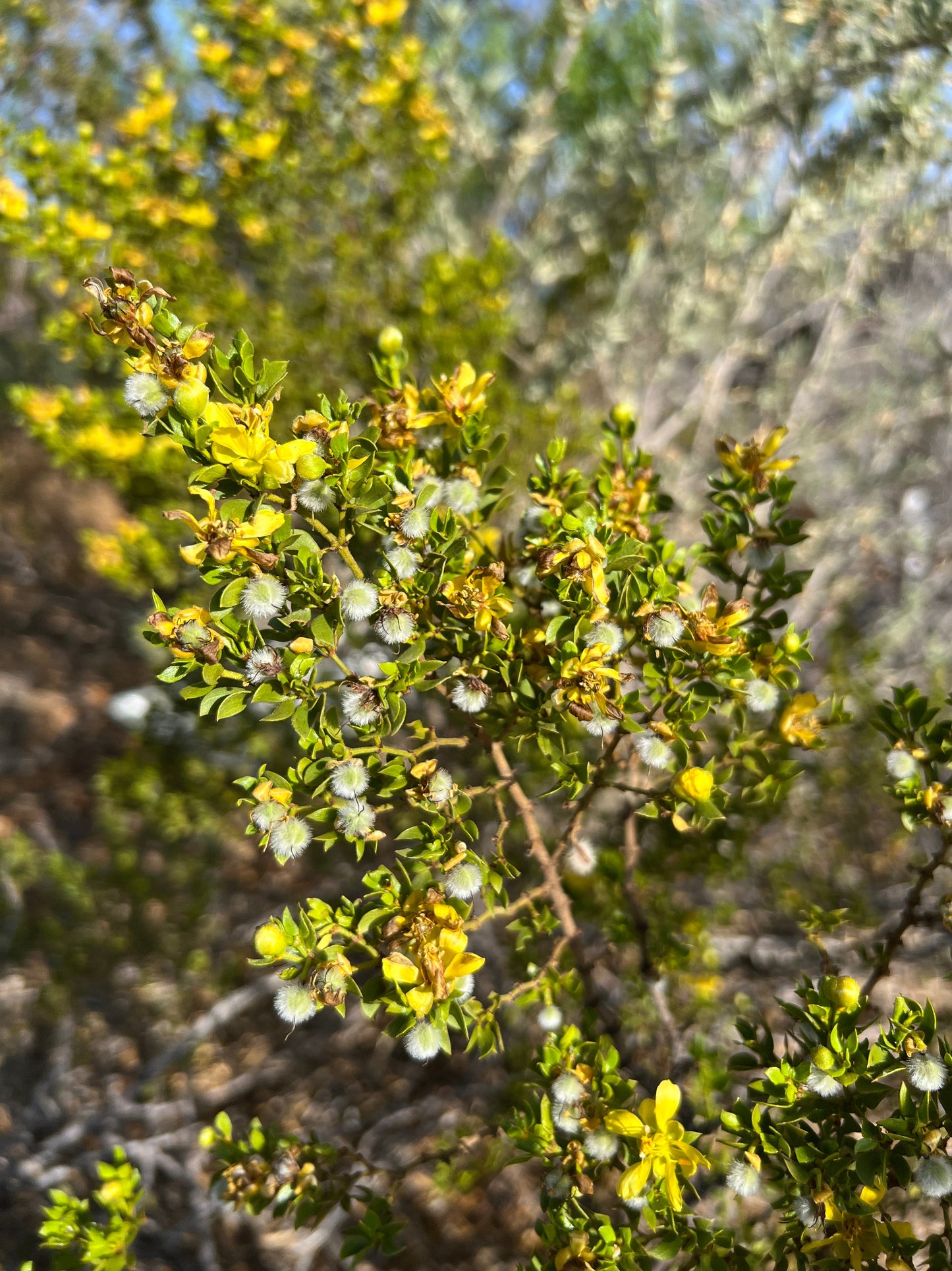 Creosote Bush  Larrea tridentanta  100 Seeds