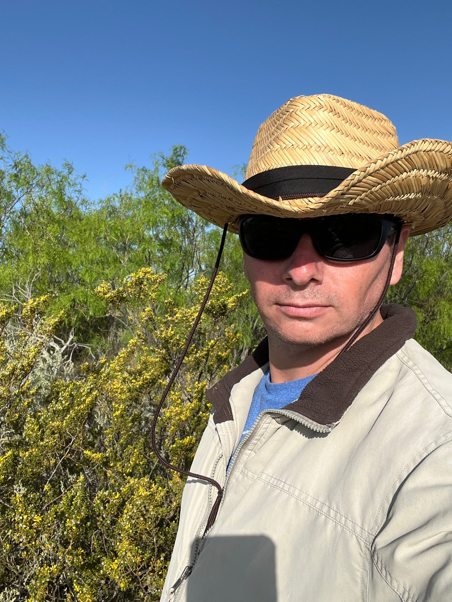 Creosote Bush  Larrea tridentanta  100 Seeds