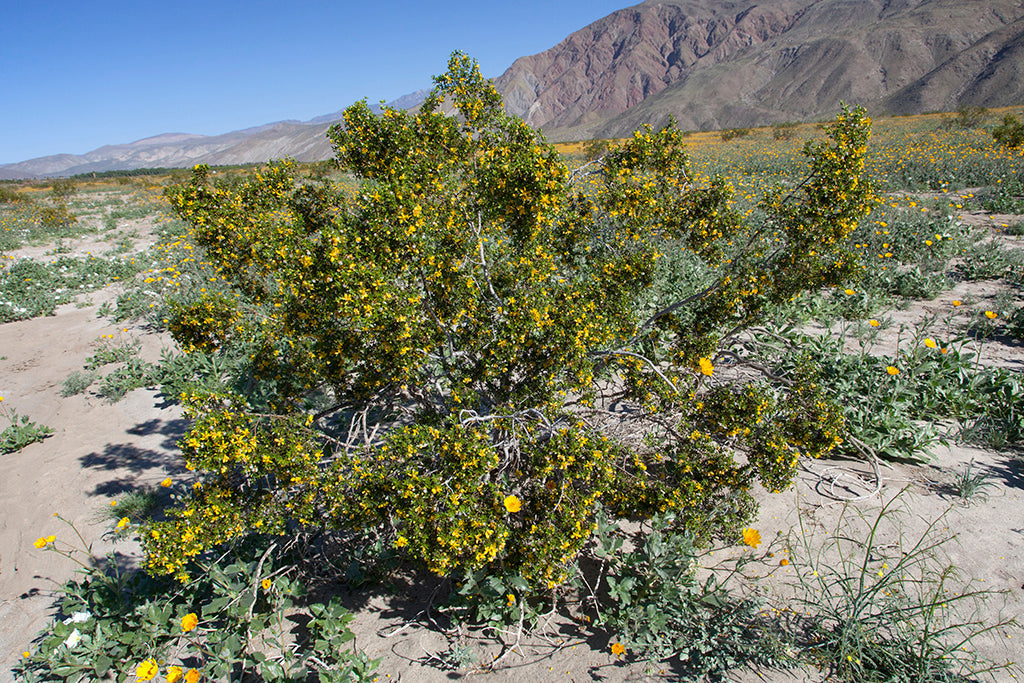 Creosote Bush  Larrea tridentanta  100 Seeds