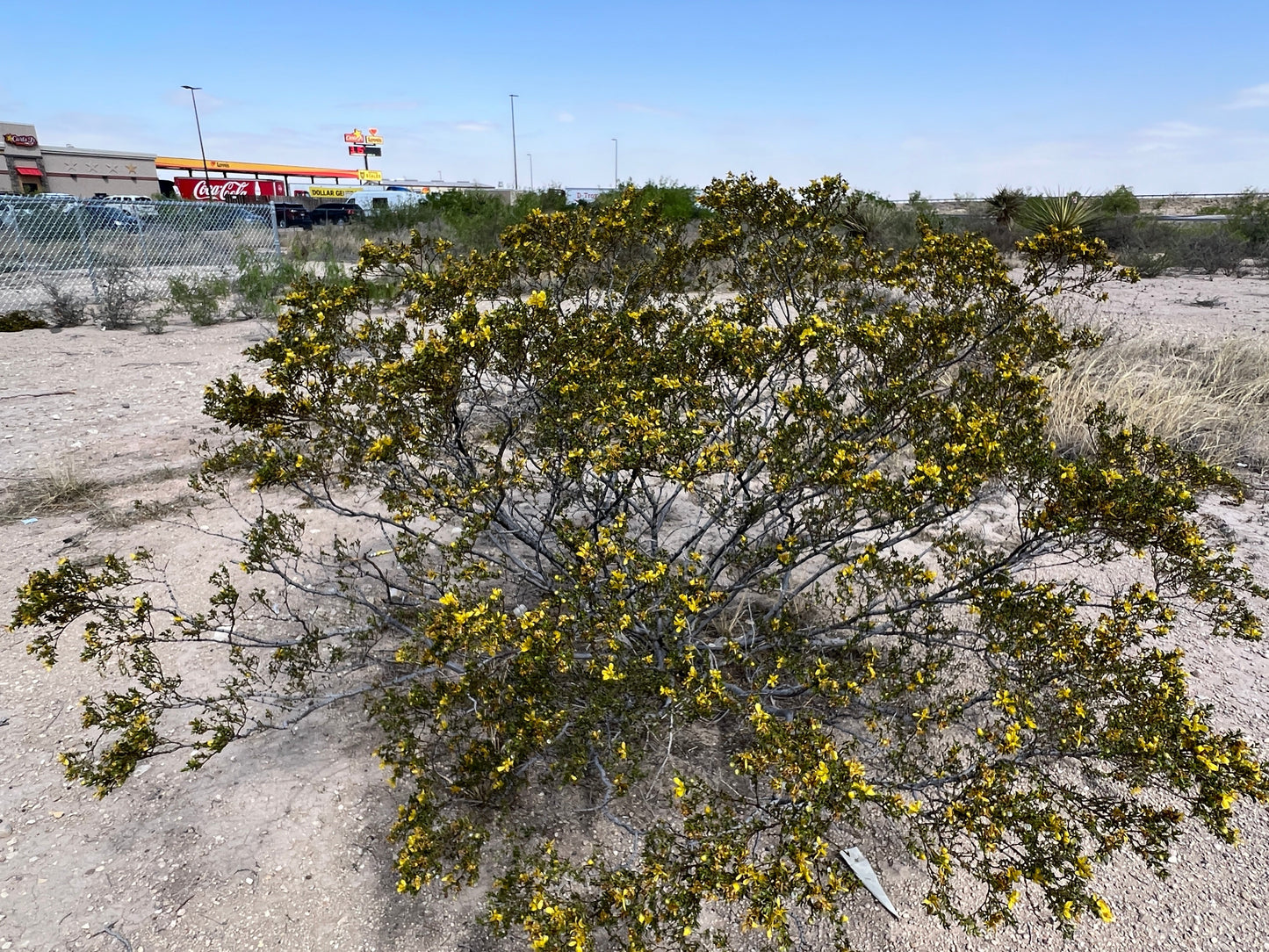 Creosote Bush  Larrea tridentanta  100 Seeds