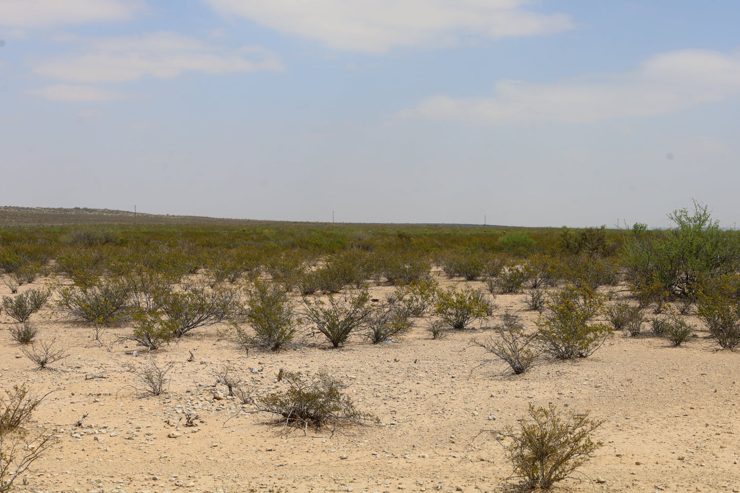 Creosote Bush  Larrea tridentanta  100 Seeds