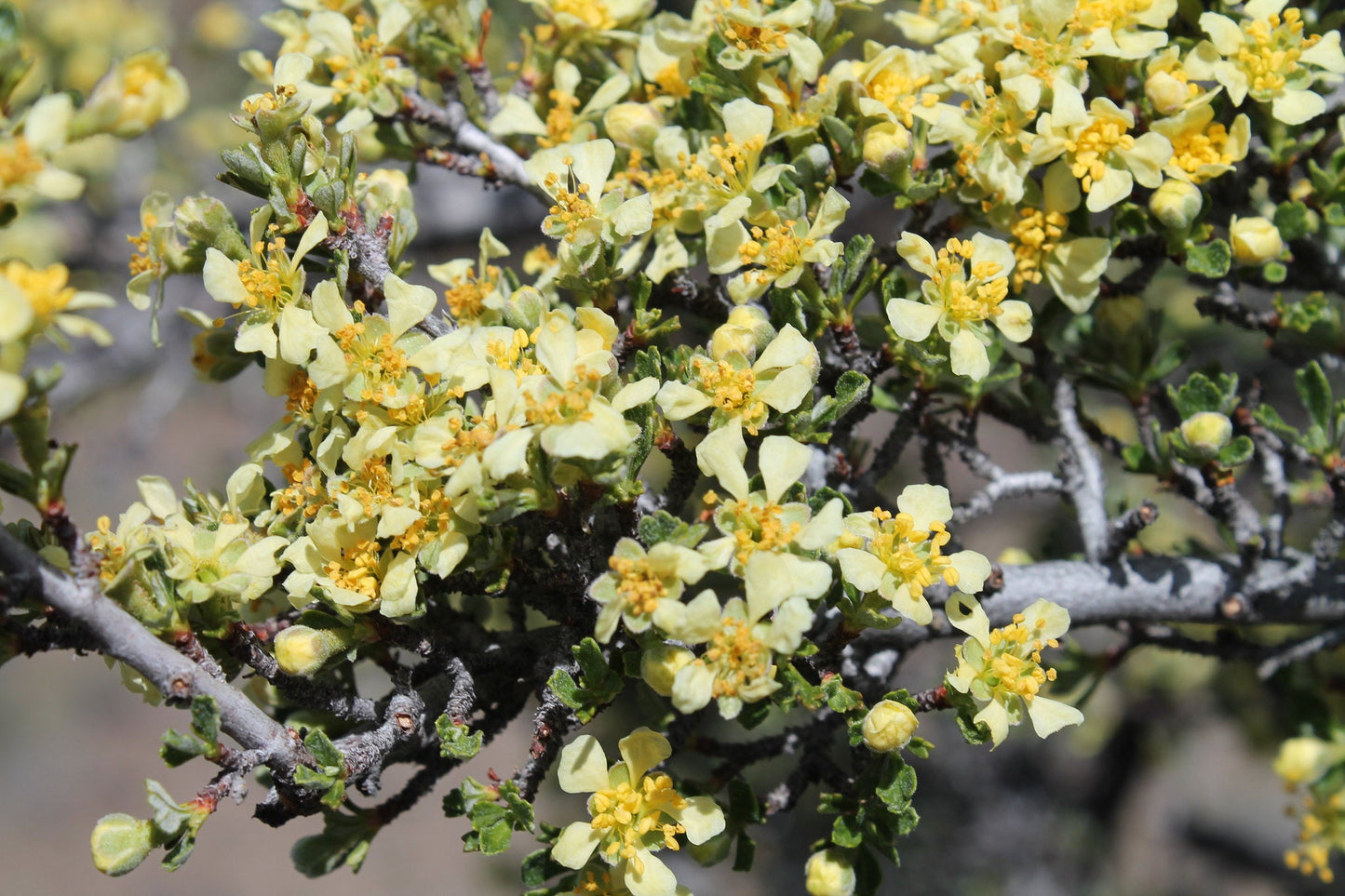 Antelope Bitterbrush  100 Seeds  Purshia tridentata