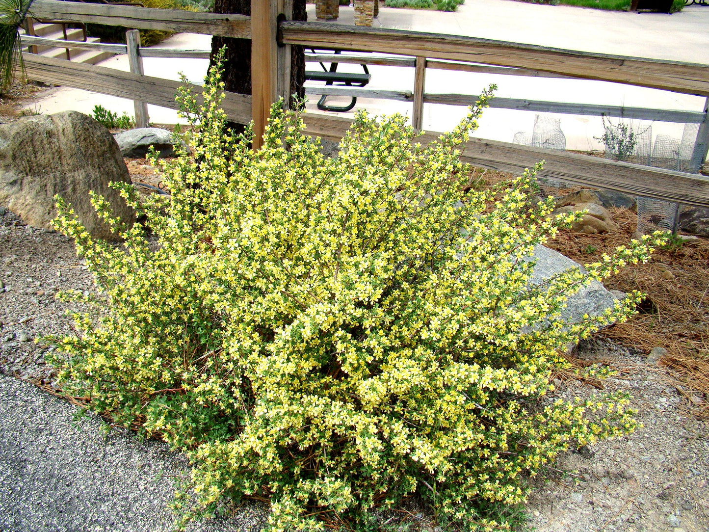 Antelope Bitterbrush  100 Seeds  Purshia tridentata
