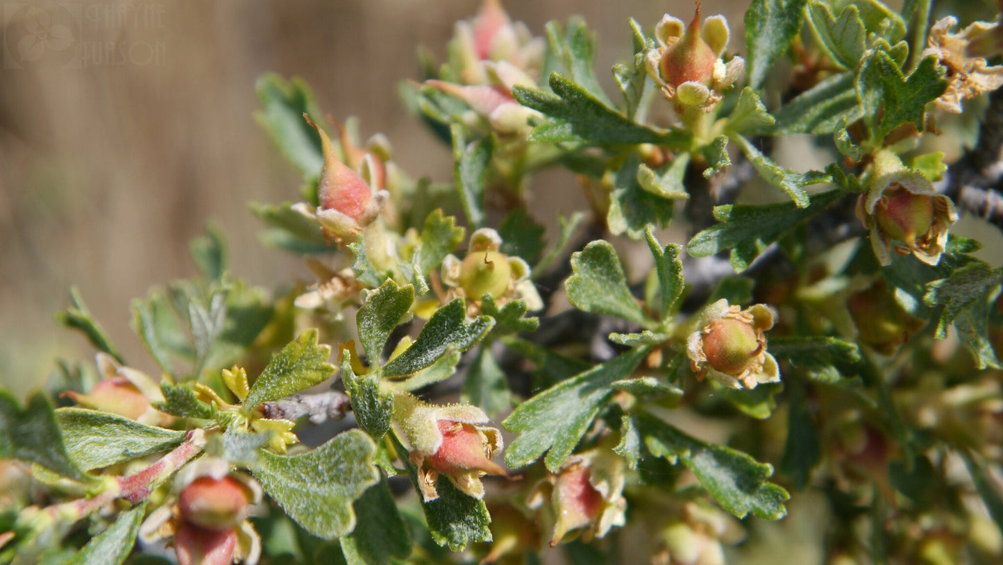 Antelope Bitterbrush  100 Seeds  Purshia tridentata