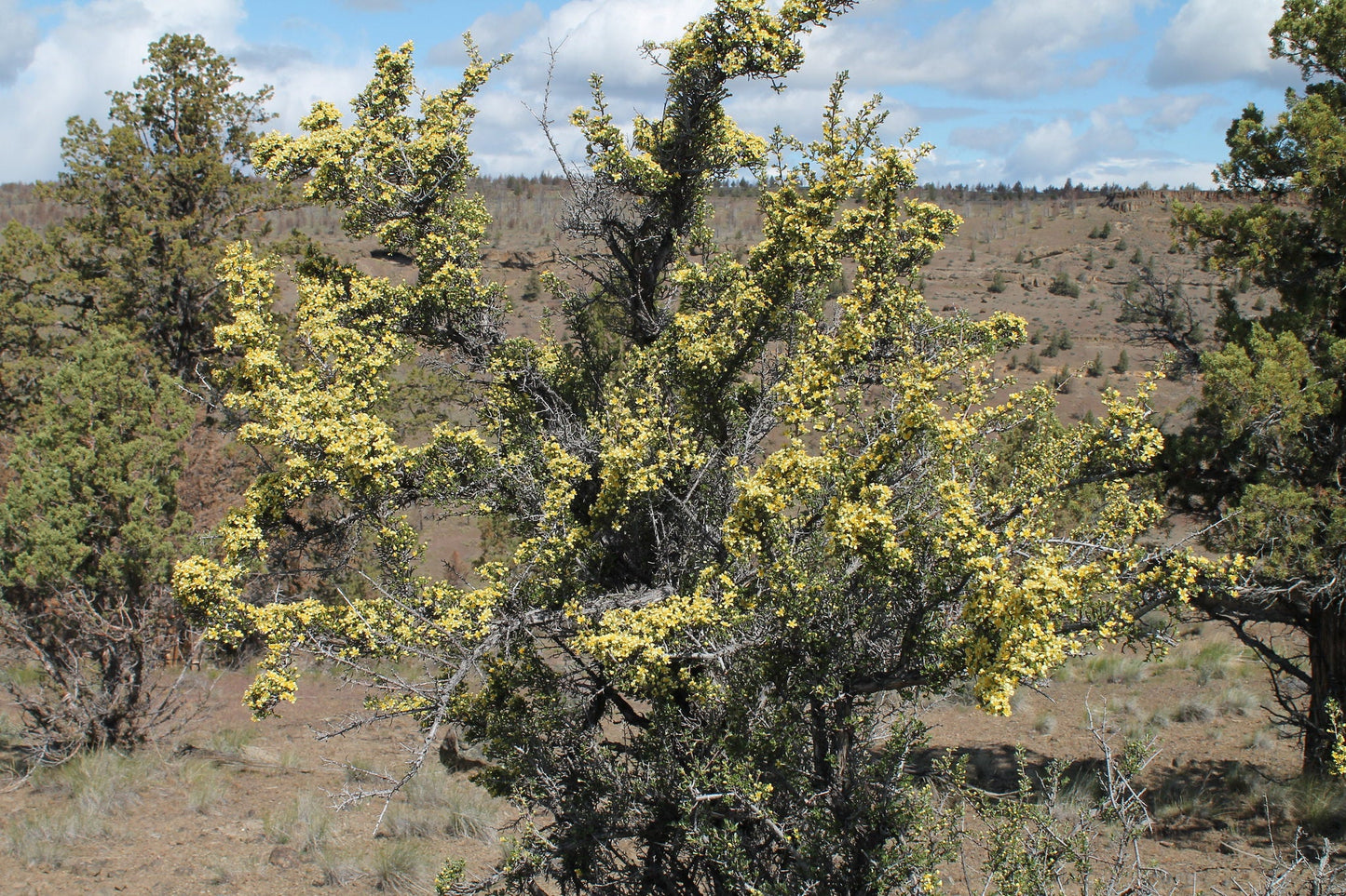 Antelope Bitterbrush  100 Seeds  Purshia tridentata