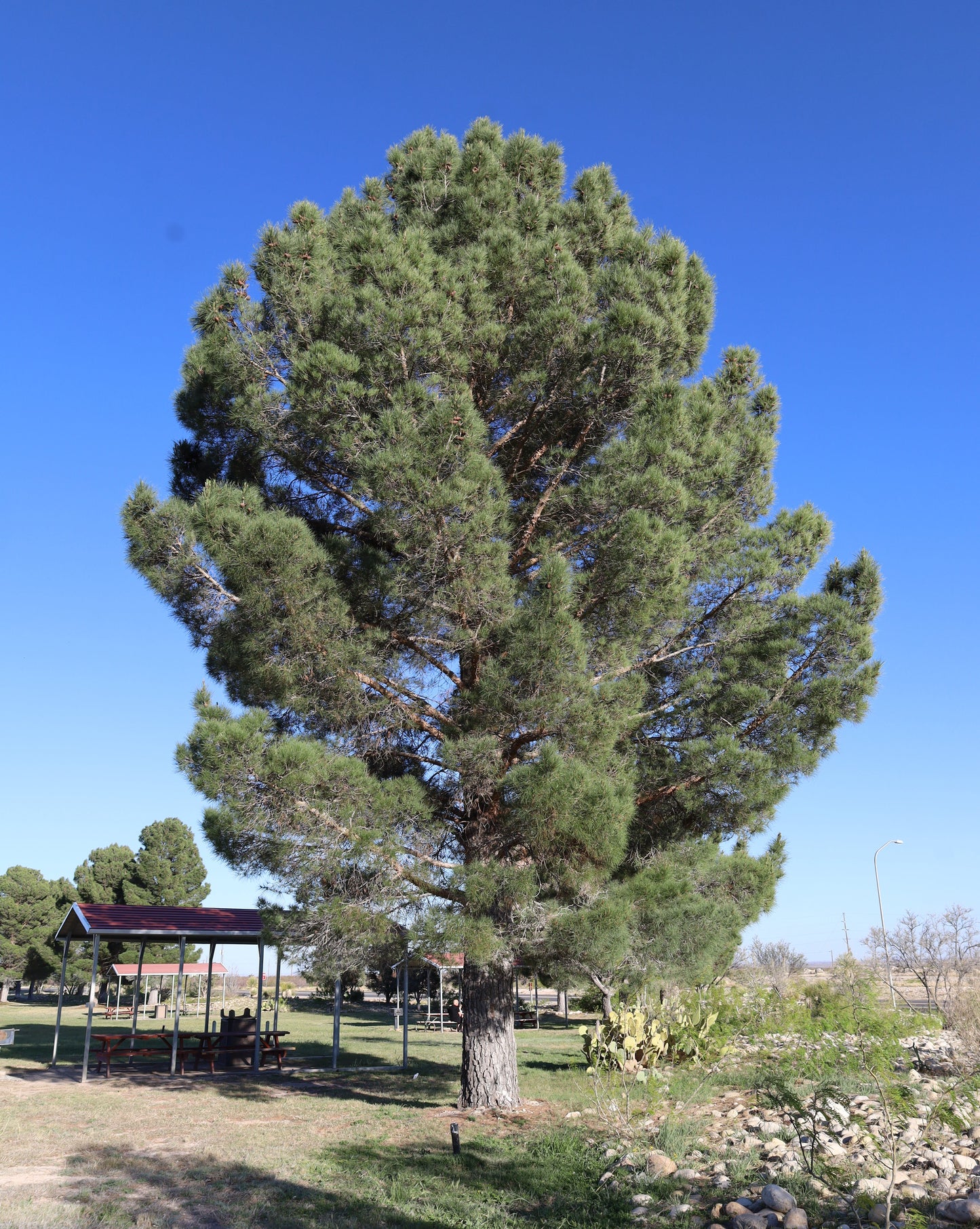 Afghan Pine  20 Seeds  Pinus eldarica
