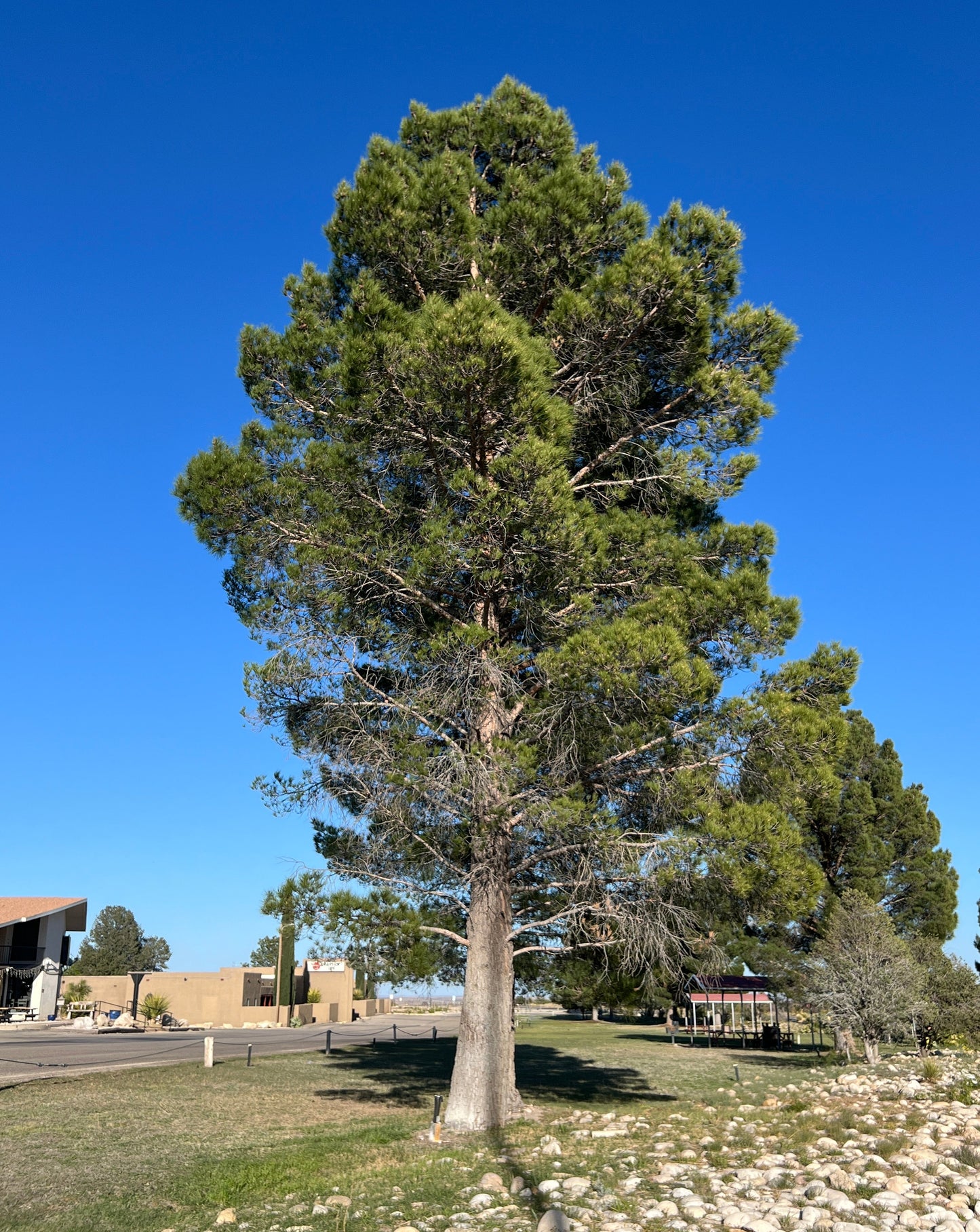 Afghan Pine  20 Seeds  Pinus eldarica