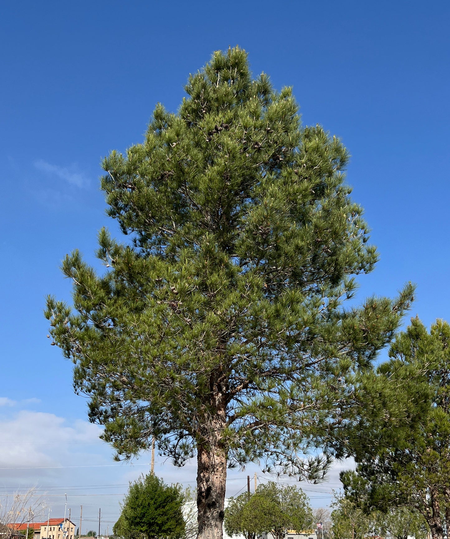 Afghan Pine  20 Seeds  Pinus eldarica
