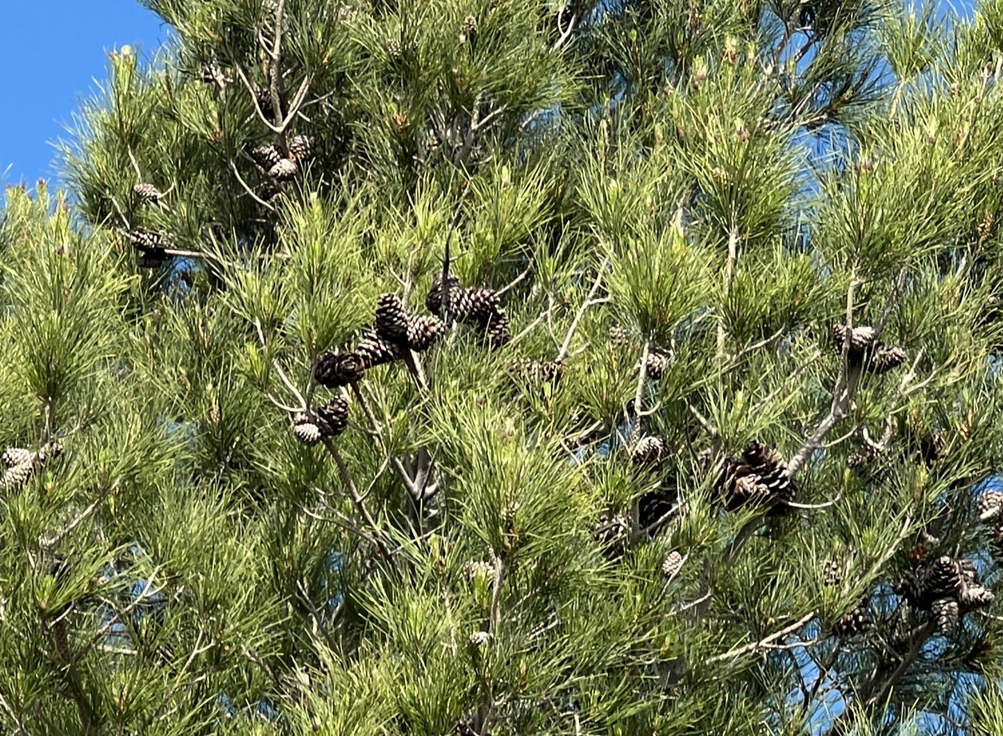 Afghan Pine  20 Seeds  Pinus eldarica