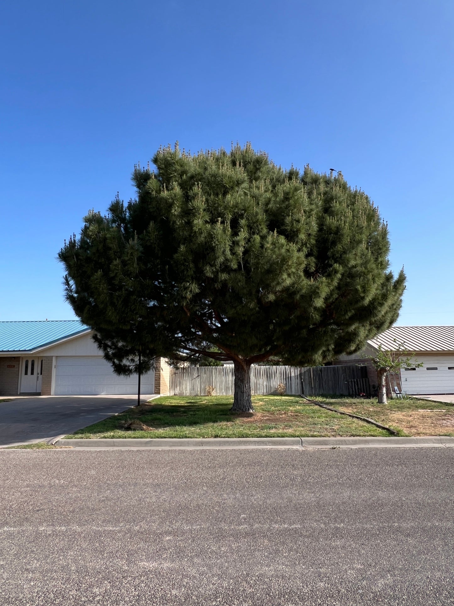 Afghan Pine  20 Seeds  Pinus eldarica