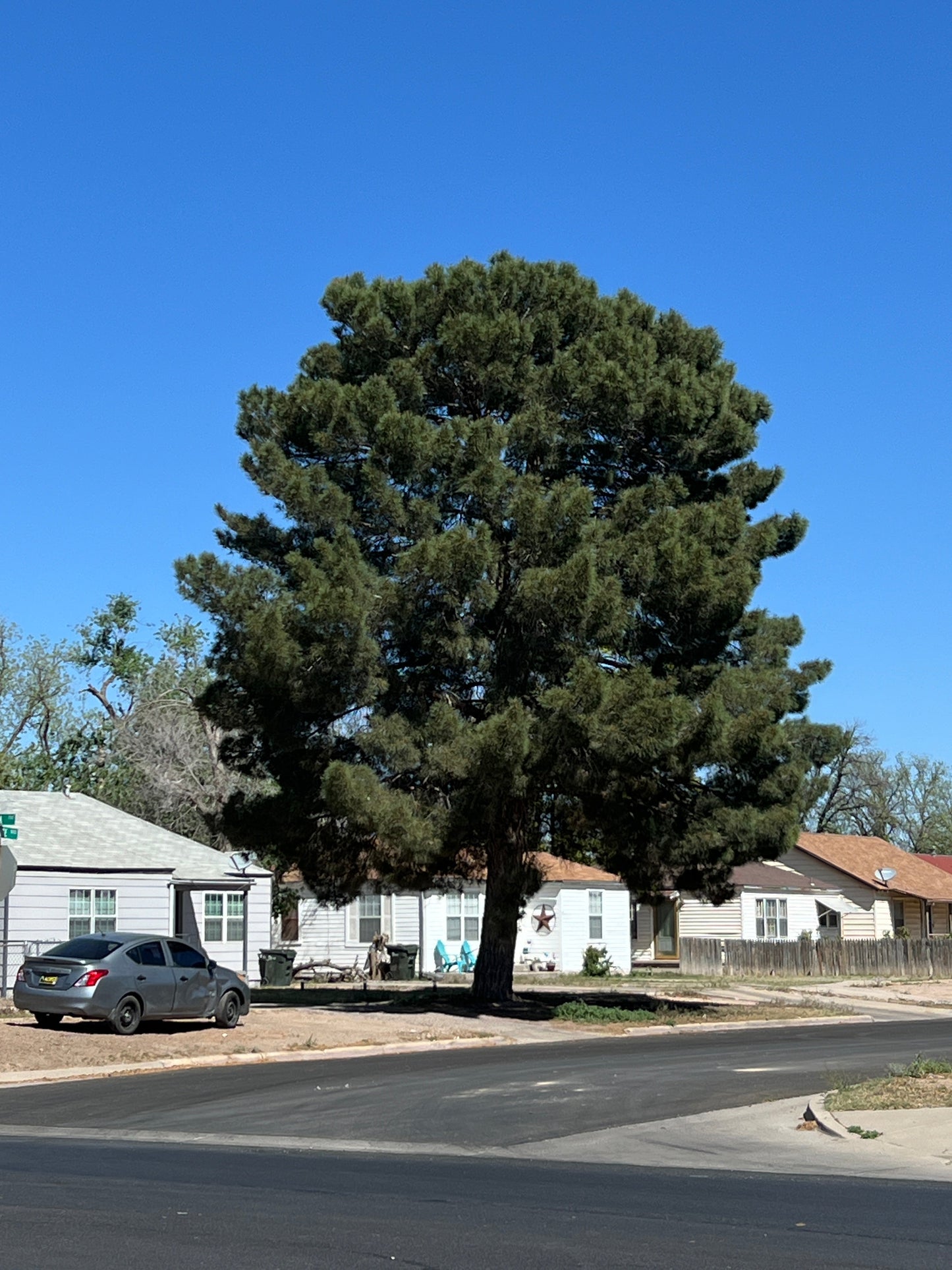 Afghan Pine  20 Seeds  Pinus eldarica