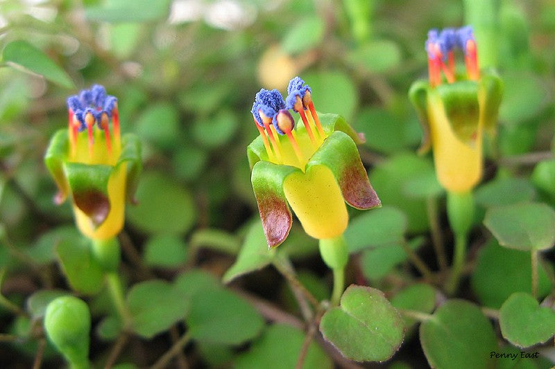Trailing Fuchsia  25 Seeds  Fuchsia procumbens