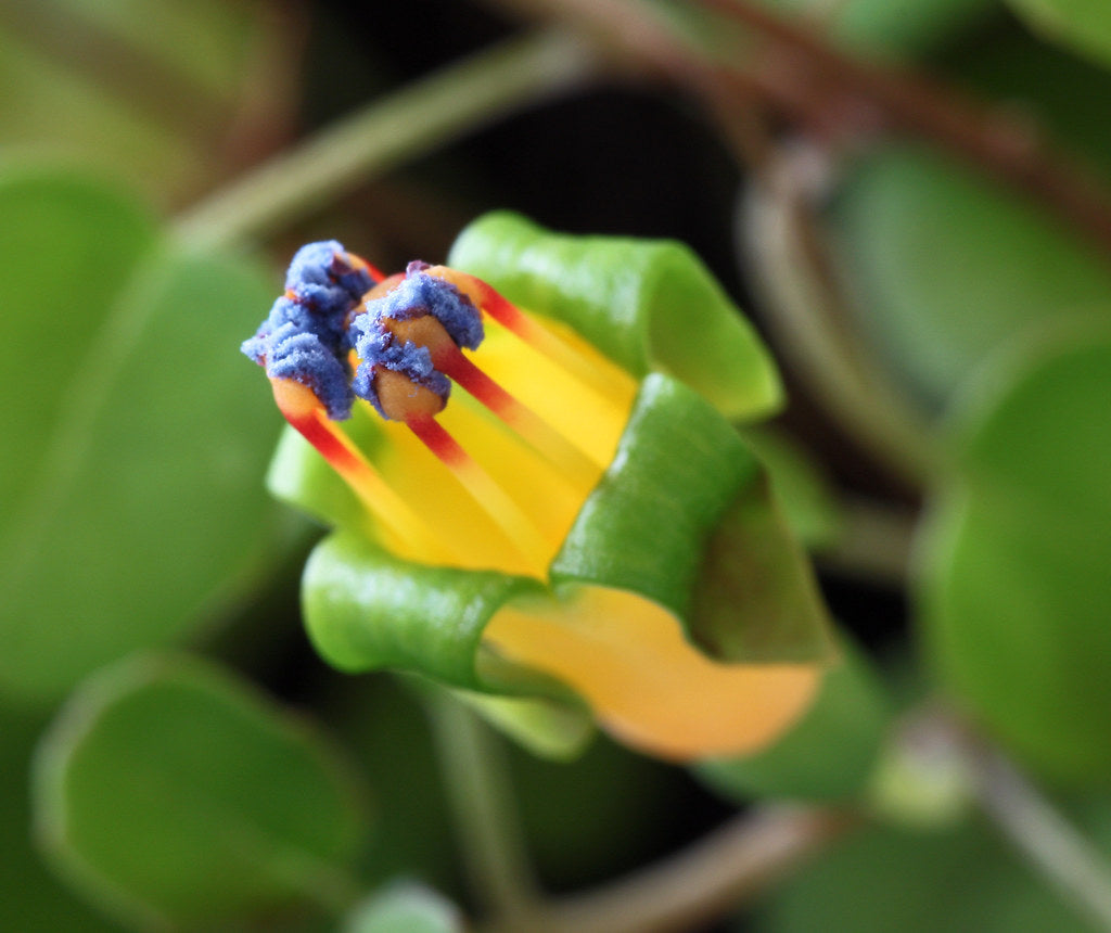 Trailing Fuchsia  25 Seeds  Fuchsia procumbens