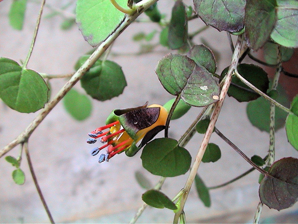 Trailing Fuchsia  25 Seeds  Fuchsia procumbens