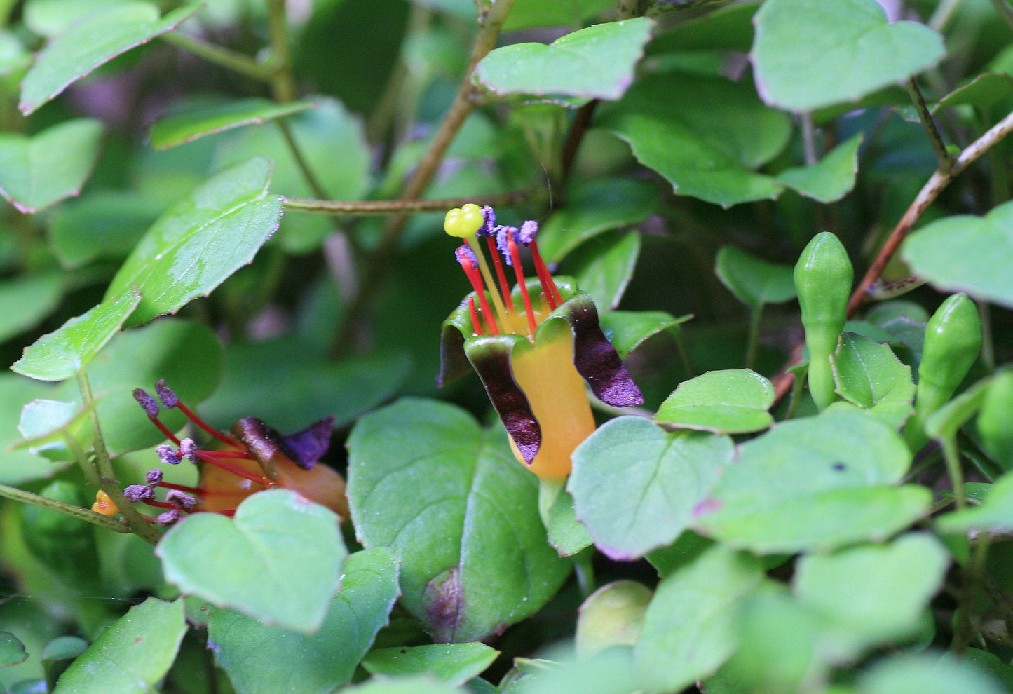 Trailing Fuchsia  25 Seeds  Fuchsia procumbens