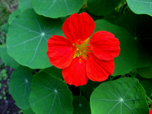 Red Nasturtium  20 Seeds  Tropaeolum majus