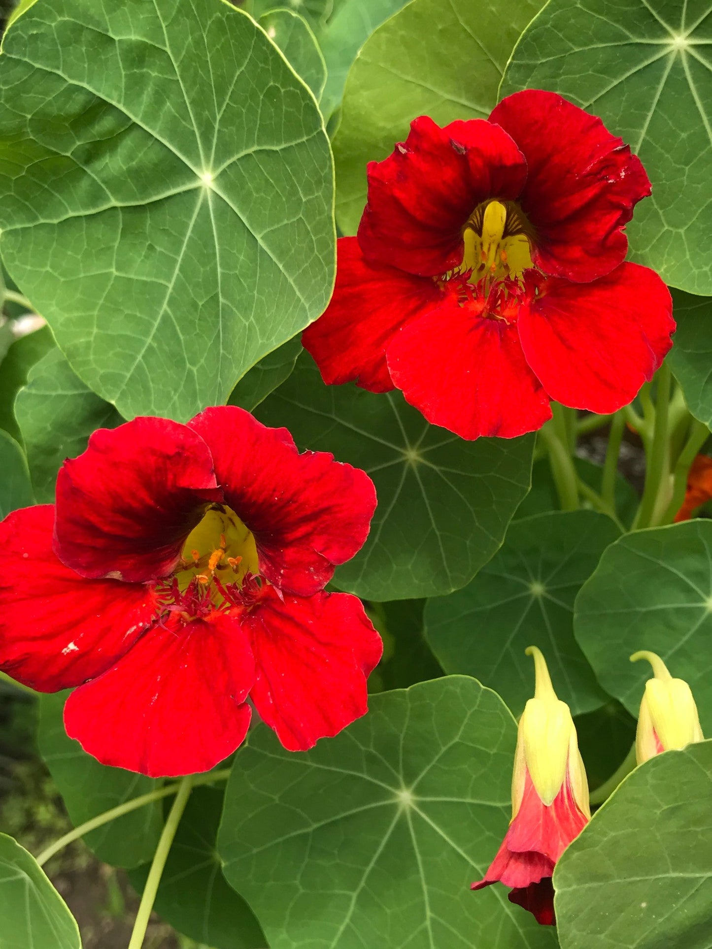 Red Nasturtium  20 Seeds  Tropaeolum majus