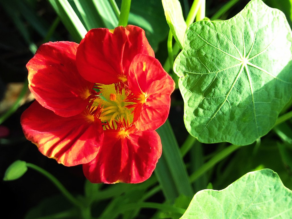 Red Nasturtium  20 Seeds  Tropaeolum majus