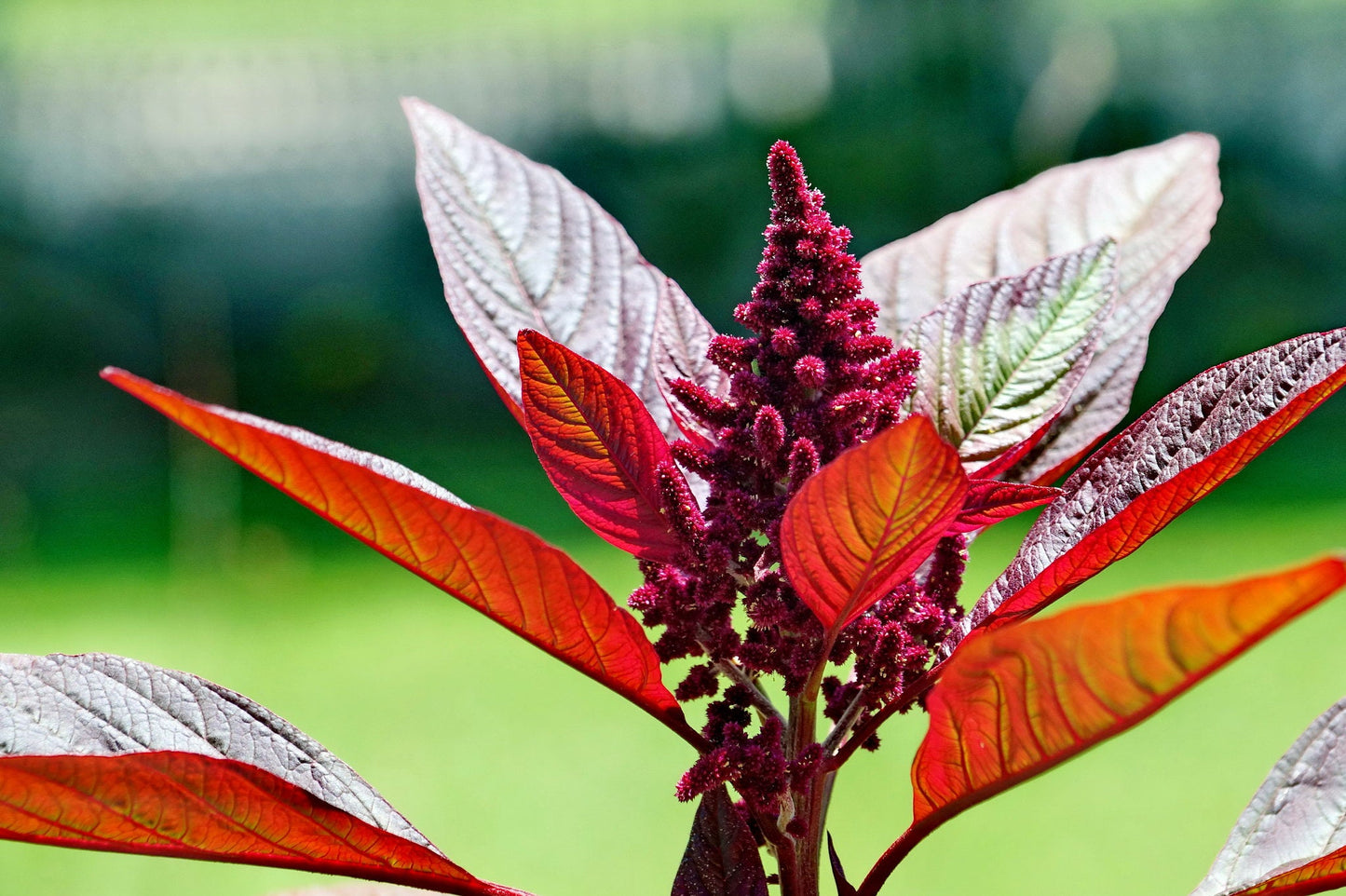 Amaranth Pygmy Torch  1000 Seeds  Amaranthus hypochondriacus