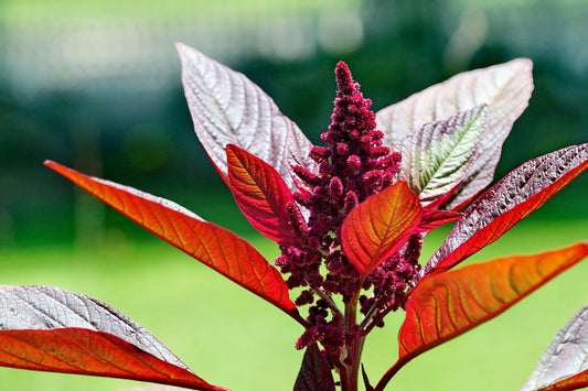 Amaranth Pygmy Torch  1000 Seeds  Amaranthus hypochondriacus