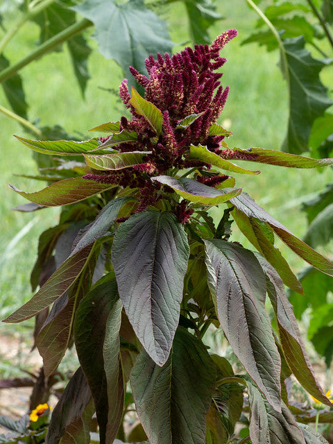 Amaranth Pygmy Torch  1000 Seeds  Amaranthus hypochondriacus