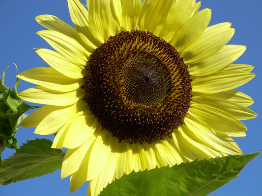 Lemon Queen Sunflower  100 Seeds  Helianthus annuus