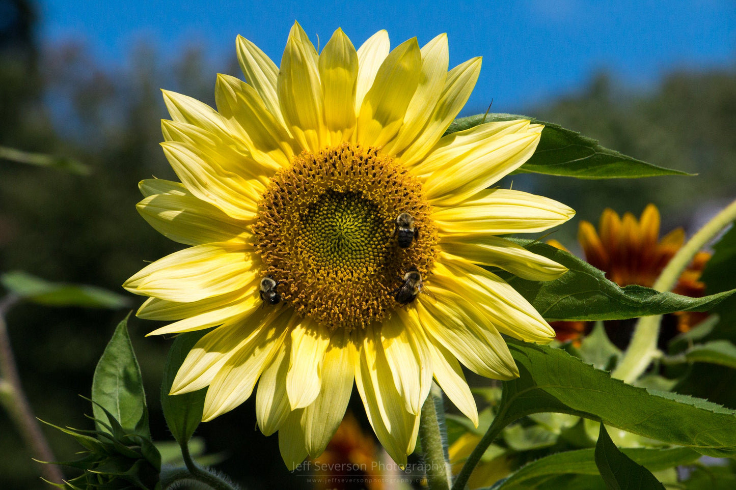 Lemon Queen Sunflower  100 Seeds  Helianthus annuus