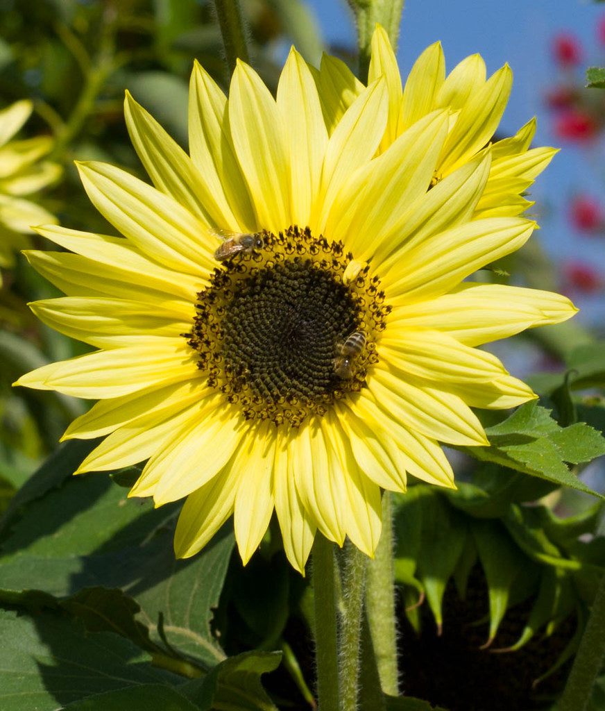 Lemon Queen Sunflower  100 Seeds  Helianthus annuus