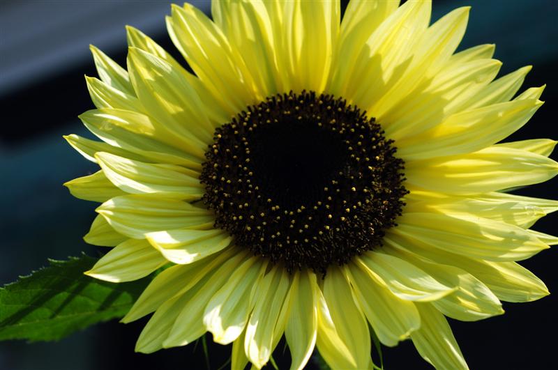 Lemon Queen Sunflower  100 Seeds  Helianthus annuus