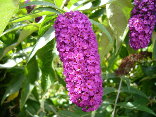 Butterfly Bush  100 Seeds  Buddleja davidii