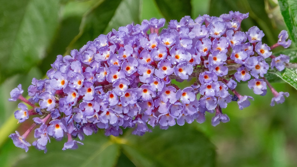 Butterfly Bush  100 Seeds  Buddleja davidii