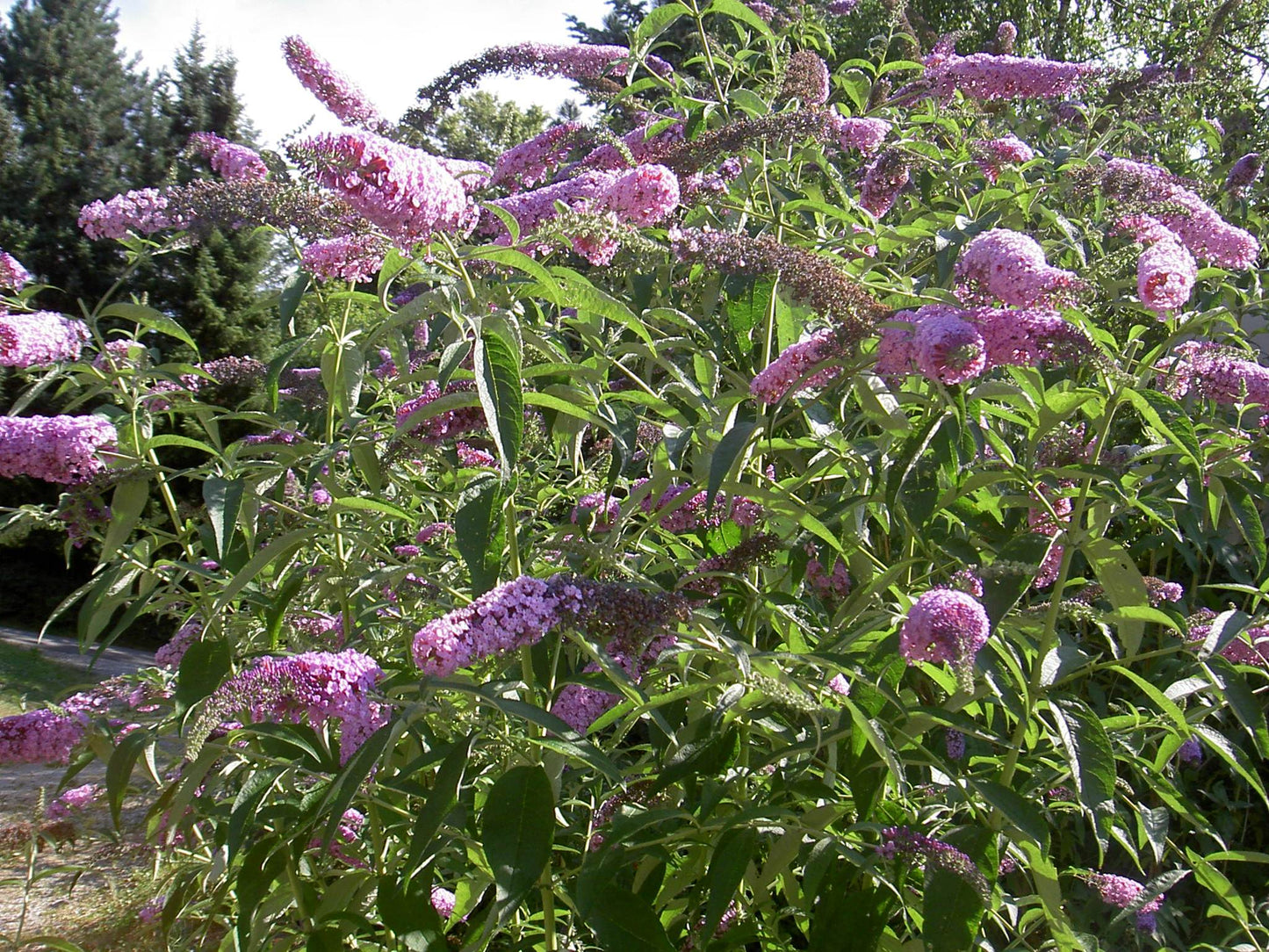 Butterfly Bush  100 Seeds  Buddleja davidii