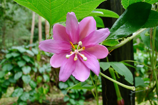 Pink Banana Passionfruit  10 Seeds  Passiflora mollissima