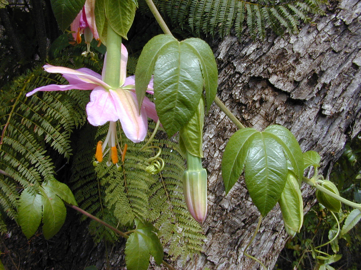 Pink Banana Passionfruit  10 Seeds  Passiflora mollissima