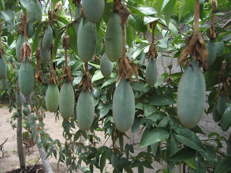 Pink Banana Passionfruit  10 Seeds  Passiflora mollissima