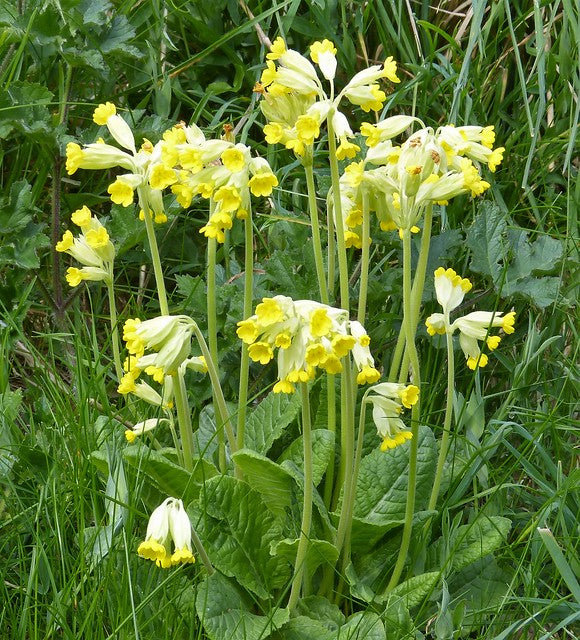 Cowslip Primrose  100 Seeds  Primula veris