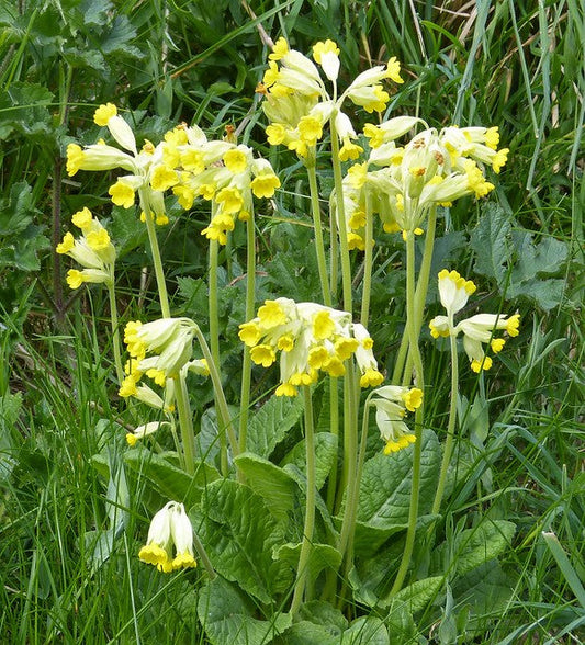 Cowslip Primrose  100 Seeds  Primula veris