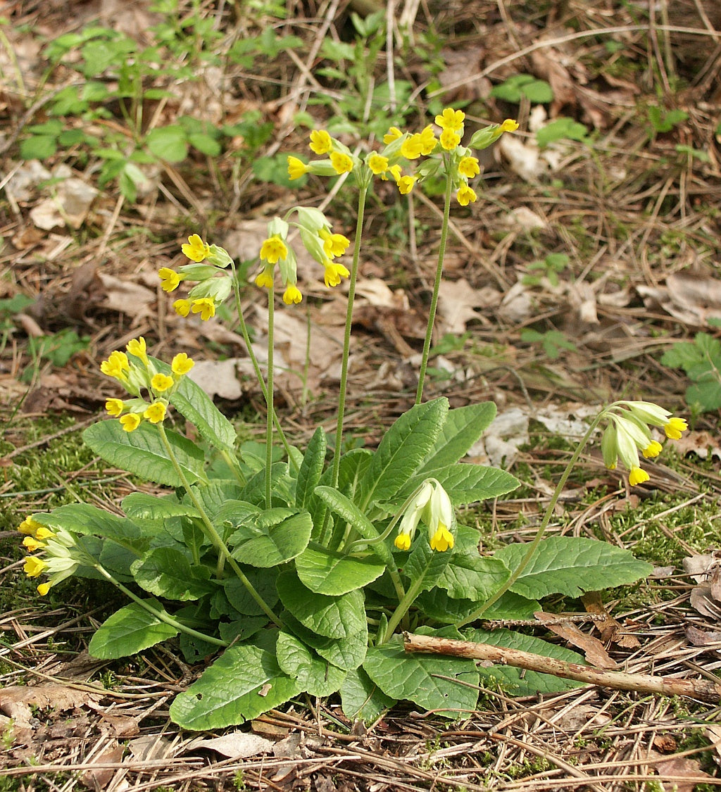 Cowslip Primrose  100 Seeds  Primula veris