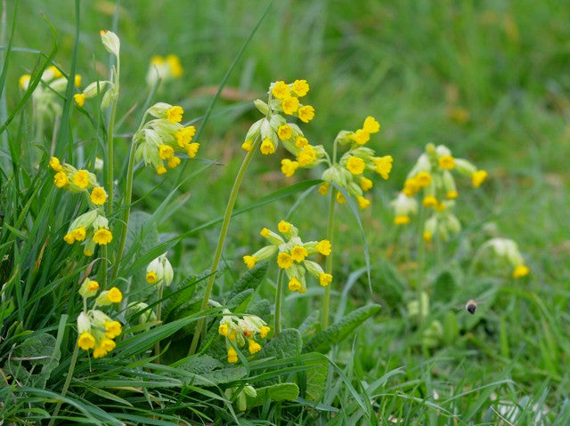 Cowslip Primrose  100 Seeds  Primula veris