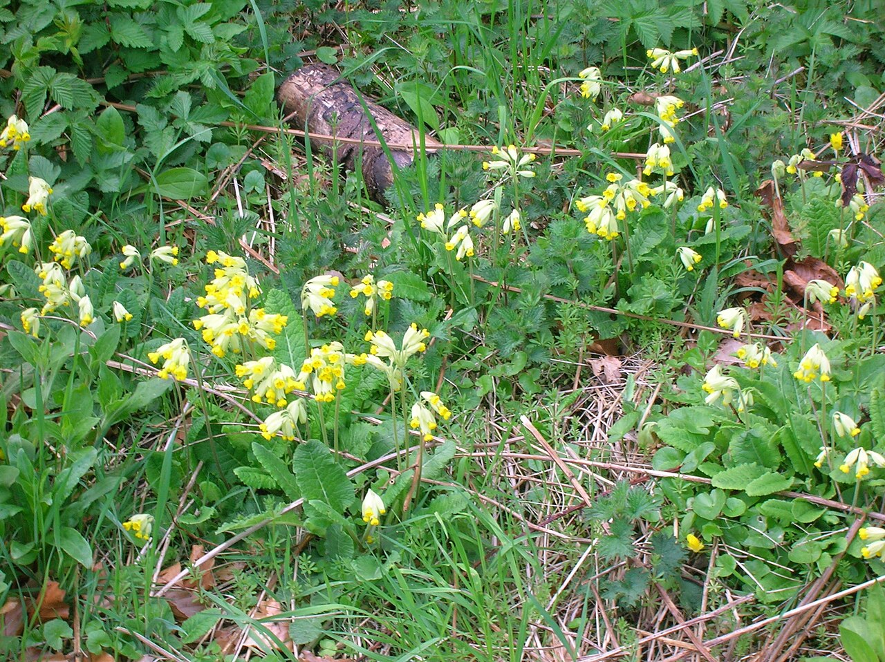 Cowslip Primrose  100 Seeds  Primula veris