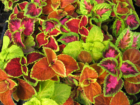 Rainbow Coleus Mix  100 Seeds  Coleus scutellarioides