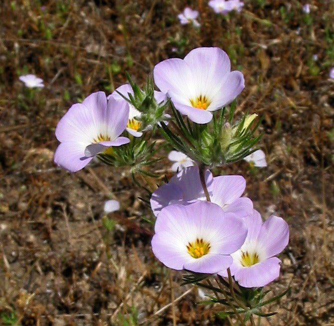 Mountain Phlox  100 Seeds  Linanthus grandiflorus