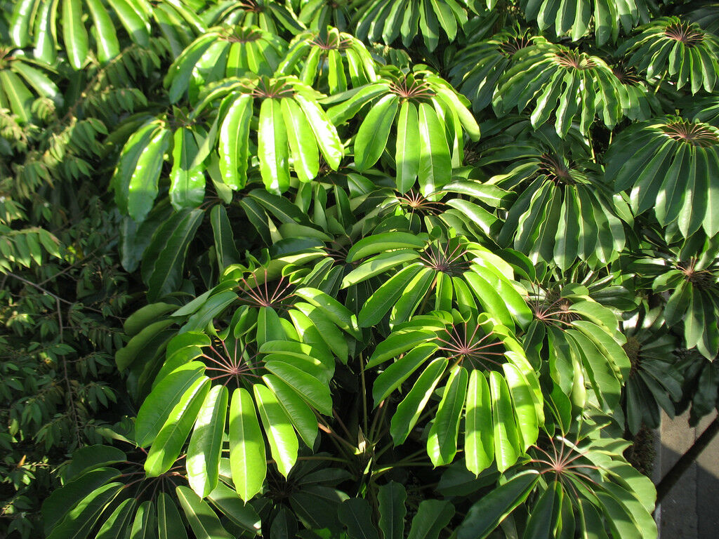 Octopus Tree Umbrella Tree Schefflera actinophylla 200 Seeds   USA Company