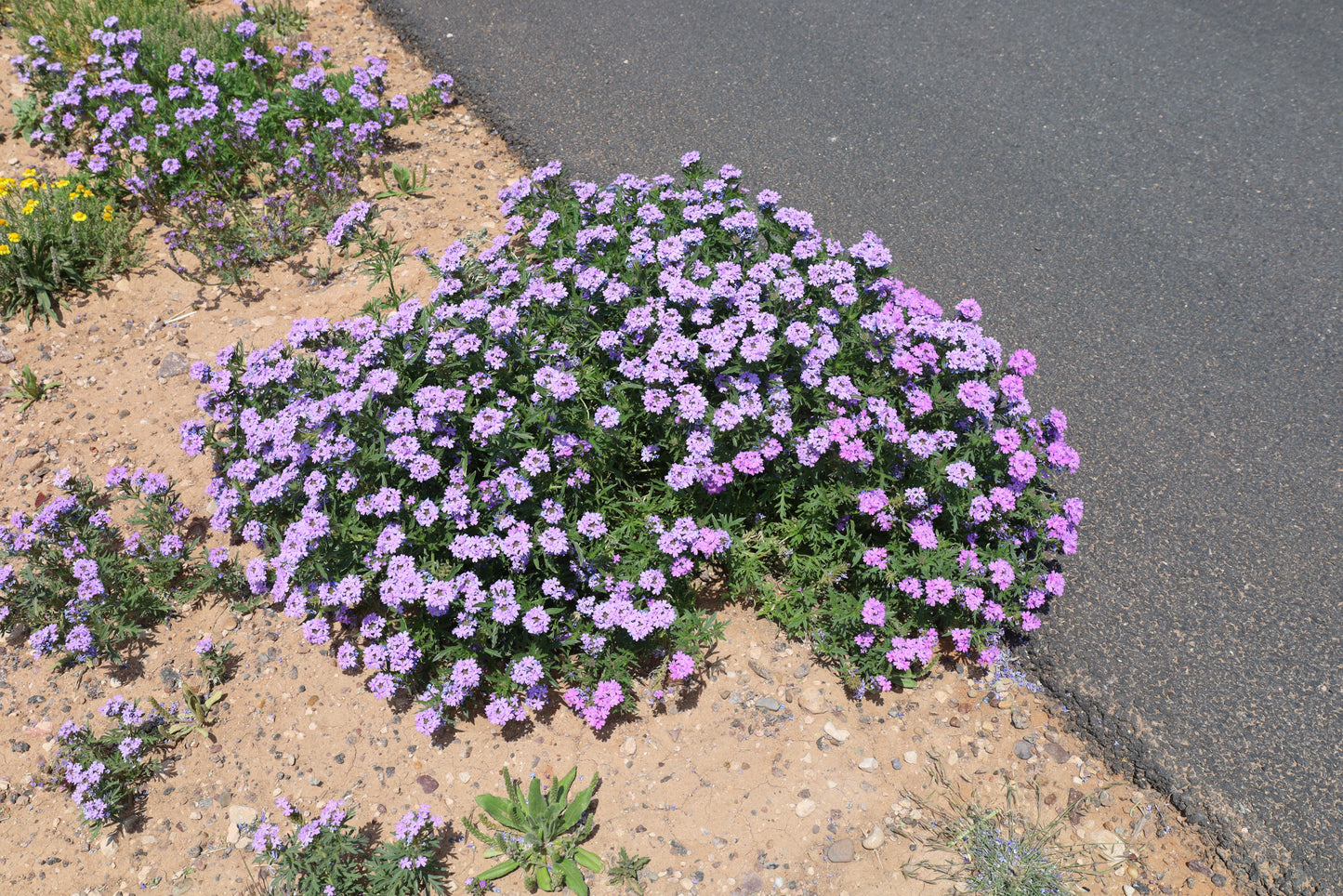Prairie Verbena  25 Seeds  Glandularia bipinnatifida