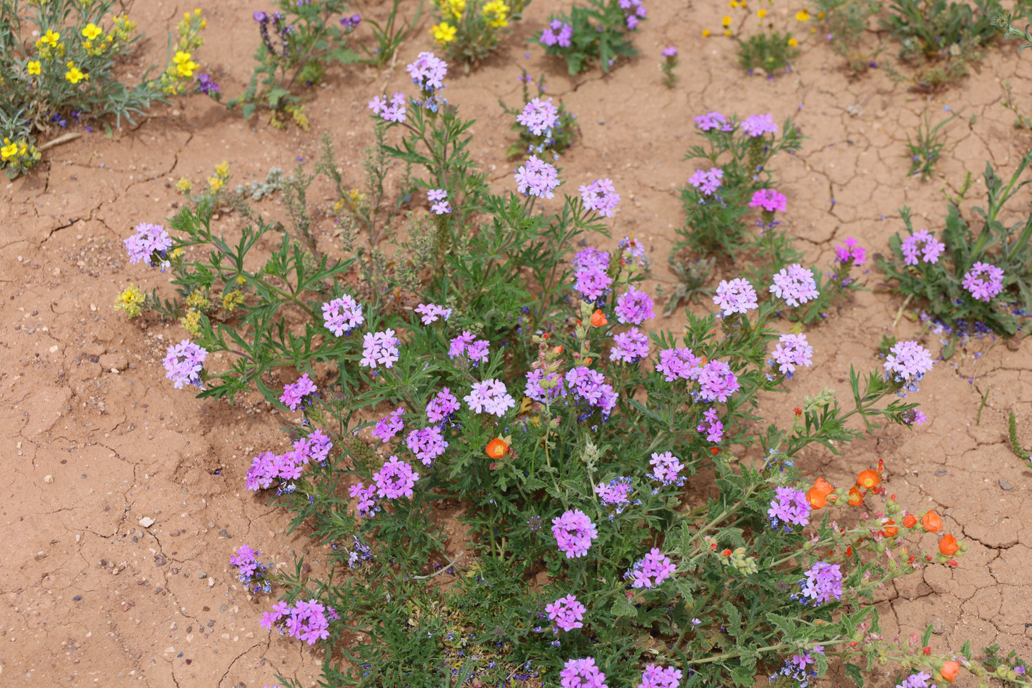 Prairie Verbena  25 Seeds  Glandularia bipinnatifida