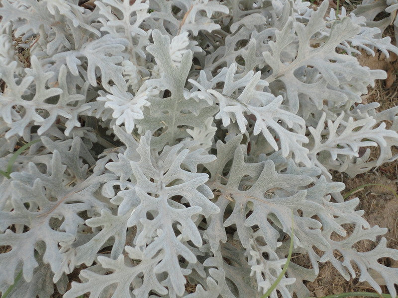 Dusty Miller  100 Seeds  Senecio maritimus